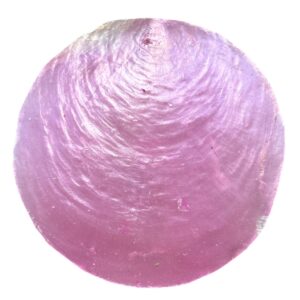 Capiz schelpen roze