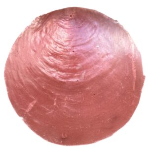 Capiz schelpen Zalmroze